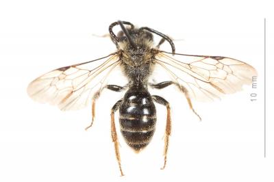  Andrena fulvago (Christ, 1791)