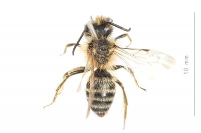  Andrena fulvata Stoeckhert, 1930