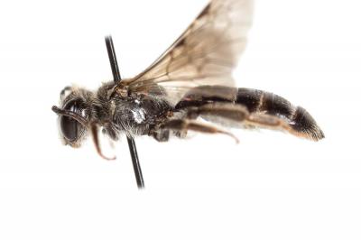  Andrena fulvicornis (Schenck, 1853)