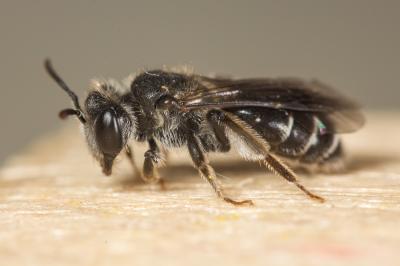  Andrena fulvicornis (Schenck, 1853)