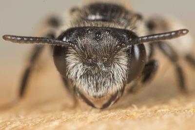  Andrena fulvicornis (Schenck, 1853)