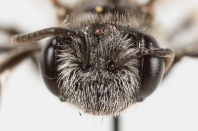  Andrena fulvicornis (Schenck, 1853)