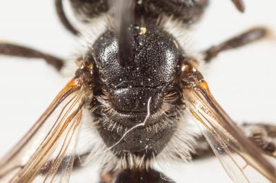  Andrena fulvicornis (Schenck, 1853)