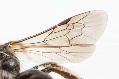  Andrena fulvicornis (Schenck, 1853)