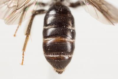  Andrena fulvicornis (Schenck, 1853)