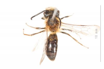  Andrena helvola (Linnaeus, 1758)