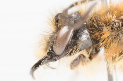  Andrena helvola (Linnaeus, 1758)