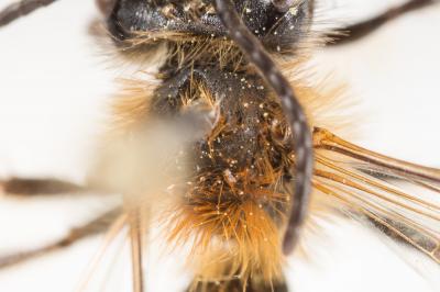  Andrena helvola (Linnaeus, 1758)