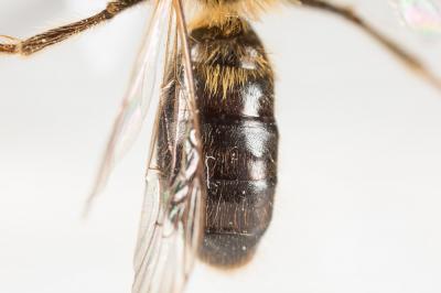  Andrena helvola (Linnaeus, 1758)