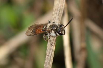  Andrena pellucens Pérez, 1895