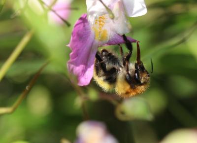 Bourdon des champs Bombus pascuorum (Scopoli, 1763)