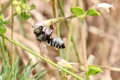  Megachile marginata Smith, 1853