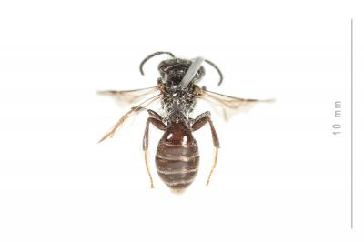  Andrena nitidiuscula Schenck, 1853