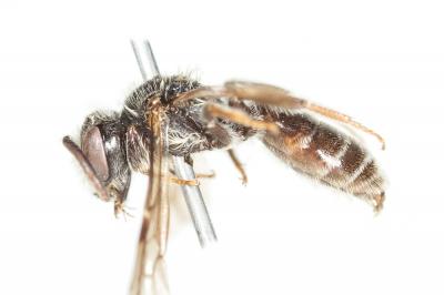  Andrena nitidiuscula Schenck, 1853