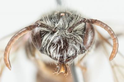  Andrena nitidiuscula Schenck, 1853