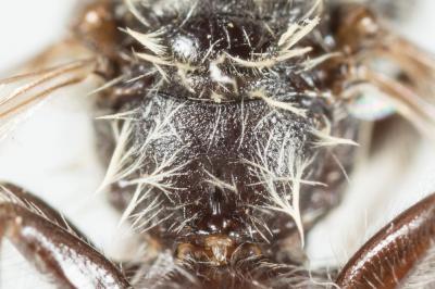  Andrena nitidiuscula Schenck, 1853