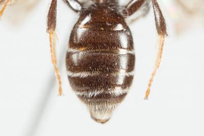  Andrena nitidiuscula Schenck, 1853