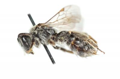  Andrena niveata Friese, 1887