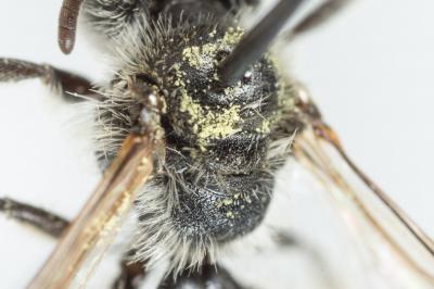  Andrena niveata Friese, 1887