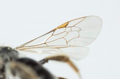  Andrena niveata Friese, 1887