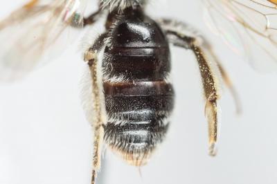  Andrena niveata Friese, 1887