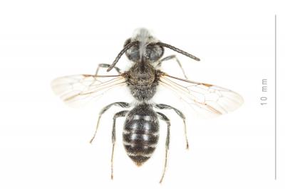  Andrena ovata