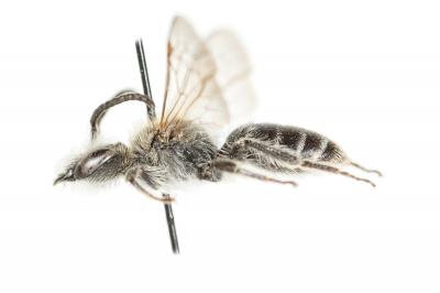  Andrena ovata