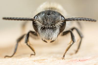  Andrena ovata