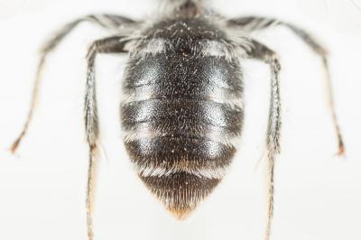  Andrena ovata