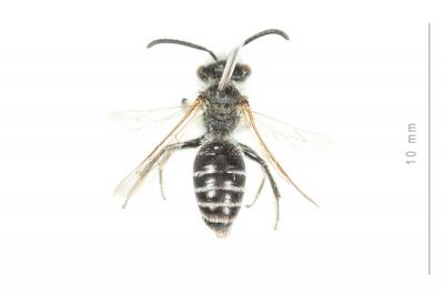  Andrena ovatula (Kirby, 1802)