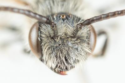  Andrena ovatula (Kirby, 1802)