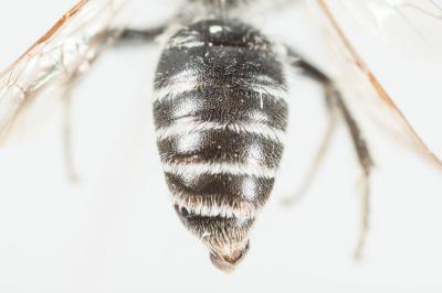  Andrena ovatula (Kirby, 1802)