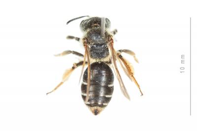  Andrena ovatula (Kirby, 1802)