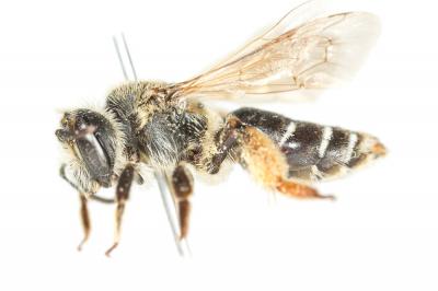  Andrena ovatula (Kirby, 1802)