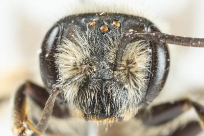  Andrena ovatula (Kirby, 1802)