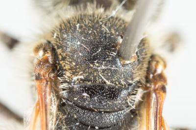  Andrena ovatula (Kirby, 1802)