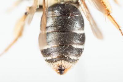  Andrena ovatula (Kirby, 1802)