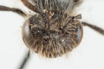  Andrena panurgina De Stefani, 1889