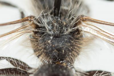  Andrena panurgina De Stefani, 1889