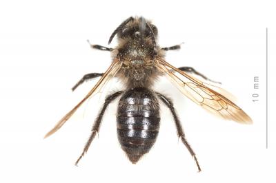  Andrena pilipes Fabricius, 1781