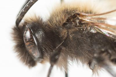  Andrena pilipes Fabricius, 1781