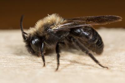  Andrena pilipes Fabricius, 1781