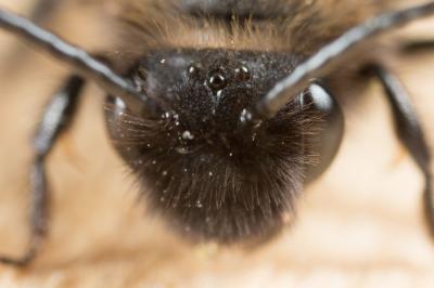  Andrena pilipes Fabricius, 1781