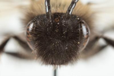  Andrena pilipes Fabricius, 1781