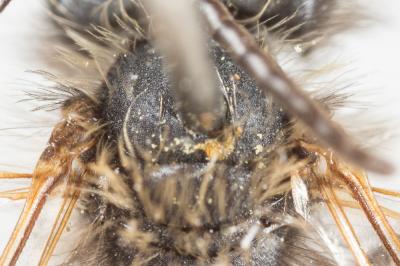  Andrena praecox (Scopoli, 1763)