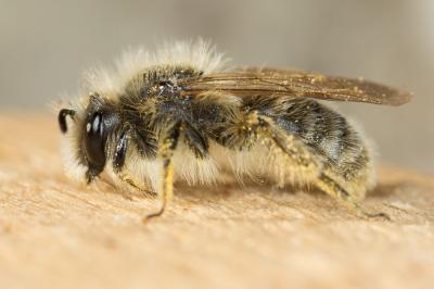  Andrena rhenana Stoeckhert, 1930