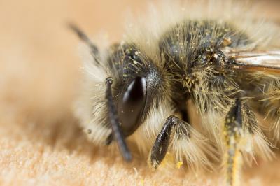  Andrena rhenana Stoeckhert, 1930