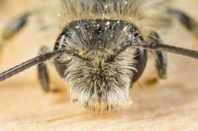  Andrena rhenana Stoeckhert, 1930