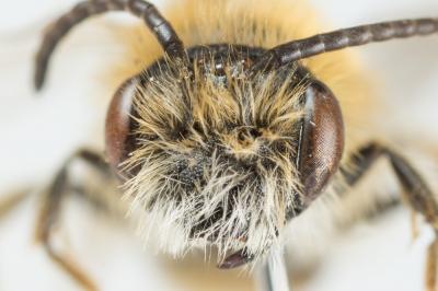  Andrena similis Smith, 1849