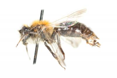  Andrena varians (Kirby, 1802)